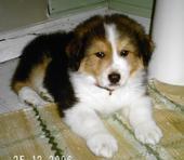 Dogs name: MallardOwners Name: ShelbyHe's only like 5 months but he is so smart he just needs to get out of his jumpin phase! Tags: Australian Shepherd