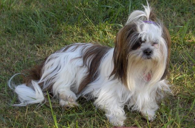 Dogs name: Precious PinkieOwners Name: Cindy CMy baby girl, almost 3 years old now Tags: Lhasa Apso