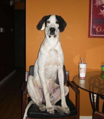 Dogs name: Mazzy StarrOwners Name: Melissa and Travis HillAnyone care for a sip? Tags: Great Dane