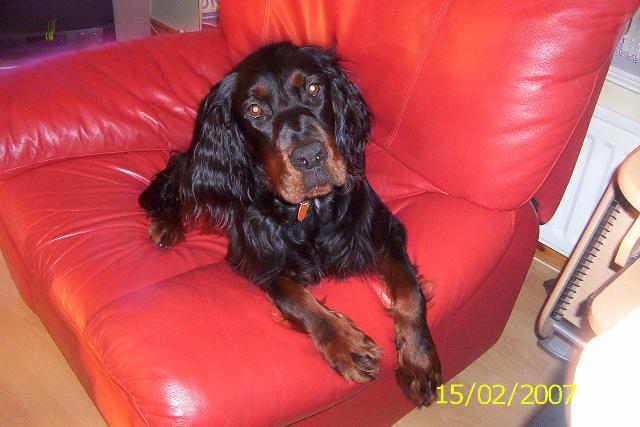 Dogs name: LouieOwners Name: Tags: Gordon Setter