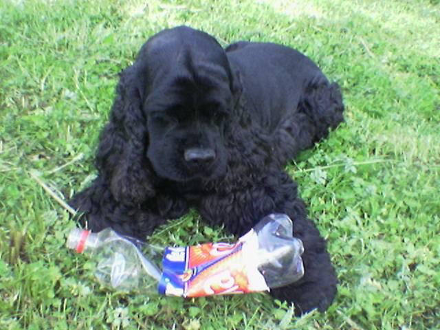 Dogs name: NICOOwners Name: Tags: American Cocker Spaniel