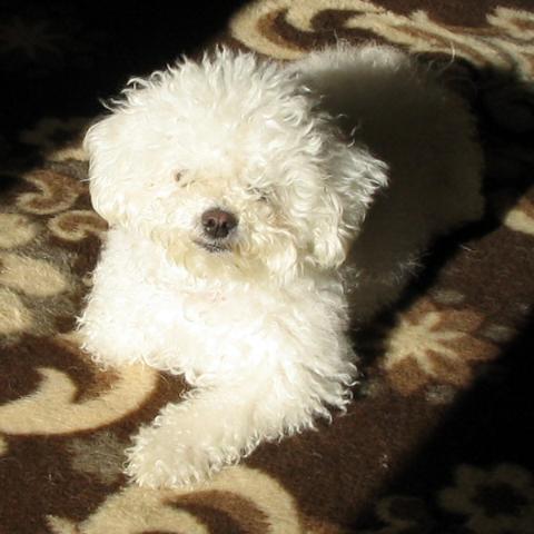 Dogs name: GioiaOwners Name: DoraMy little princess. Tags: Bichon Frise
