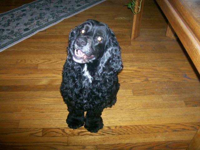 Dogs name: SampsonOwners Name: Tina KutcherPicture not to be re-distibuted. Thank You Tags: American Cocker Spaniel