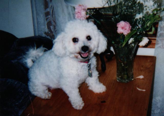 Dogs name: CeCeOwners Name: NicoleShe's the nicest dog anyone could ever have. She is 11 years old now, and is still as active as ever. I love her so much. Tags: Bichon Frise