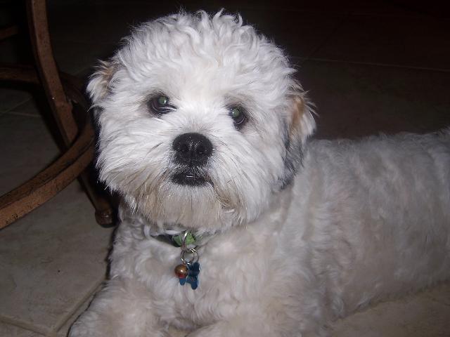 Dogs name: RoobyOwners Name: VictoriaHe is the best dog anyone could ever have! He is so funny and make everyone laugh! Tags: Lhasa Apso