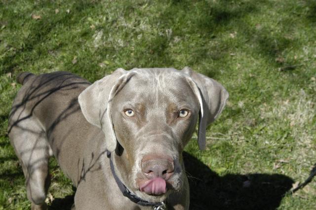 Dogs name: kaiserOwners Name: Seth Heraldhe is the coolest dog in the world Tags: Weimaraner