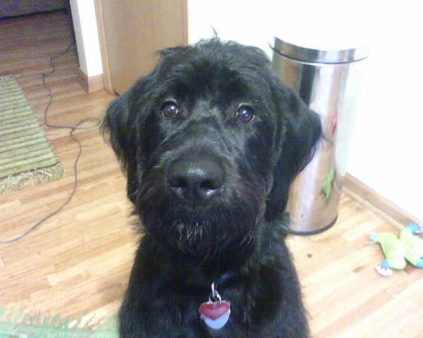 Dogs name: MackOwners Name: DanielleMack is a 7 month old Labradoodle.  He is a very sweet, and very smart dog! Tags: Labradoodle