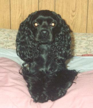 Dogs name: banditOwners Name: trudel familyrare markings and over sized Tags: American Cocker Spaniel