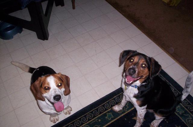 Dogs name: Frank and ZionOwners Name: NicoleFrank- The shorter one is a beagle/ basset mix and is Zion's sidekick in chaos. Zion is a Beagle/aust. cattle dog mix. They are great dogs! Tags: Crossbreeds