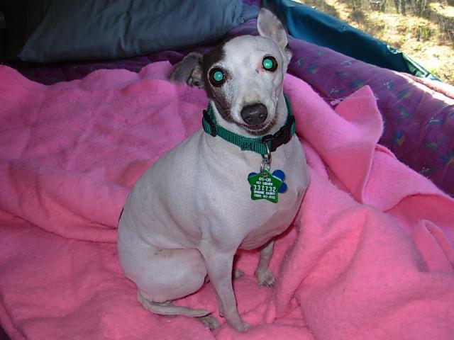 Dogs name: BellaOwners Name: Becky Rawww this is bella! Tags: Italian Greyhound
