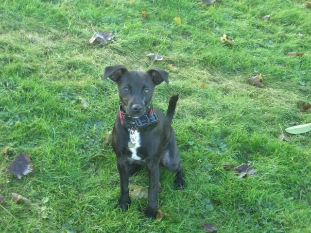 Dogs name: tazOwners Name: lucieI gets comments all the time because she is mostly black and very small but she is ALL Jack Russell. Has anyone else got a pup with an unusual colour? Tags: Jack  Russell Terrier