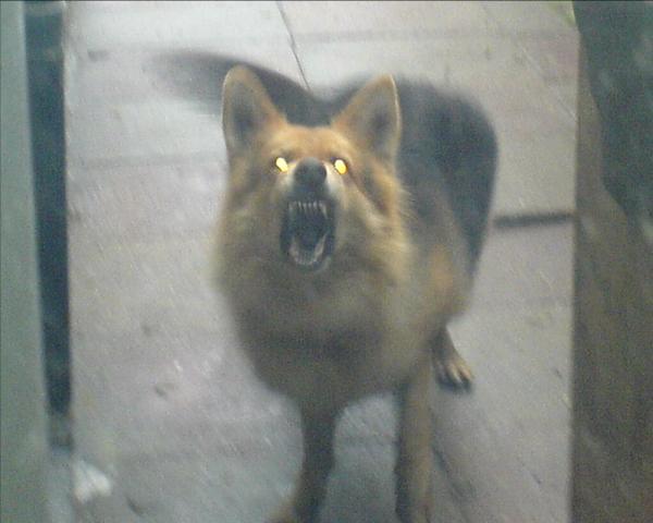 Dogs name: shaneOwners Name: rezabarking at my friend Tags: German Shepherd Dog