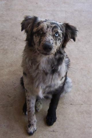 Dogs name: CosmoOwners Name: Tags: Australian Shepherd