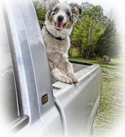 Dogs name: BluOwners Name: Daniel Dickerson Tags: Australian Shepherd
