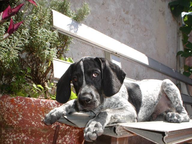 Dogs name: SantoOwners Name: nanoMi perro es el mas lindo no se si es puro pero...no es bonito? Tags: Crossbreeds