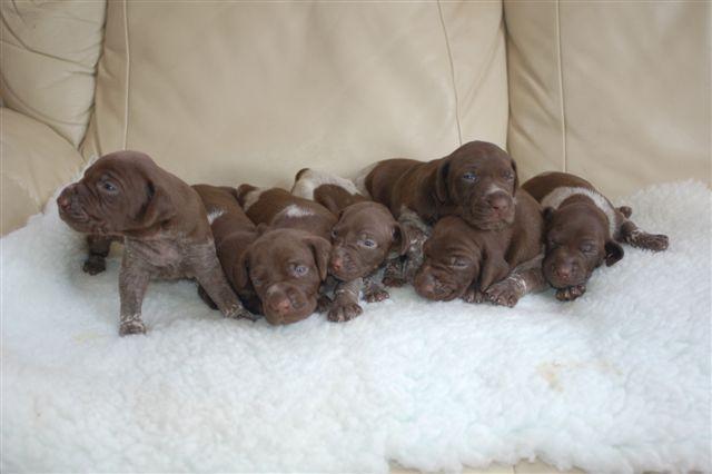 Dogs name: puppiesOwners Name: puppies :) Tags: German Pointer