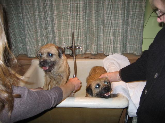 Dogs name: Chevy and BrandyOwners Name: Chevy Chase on the left and Brandy on the right.  They are littermates.  Such cute and sweet little doggies! Tags: Border Terrier