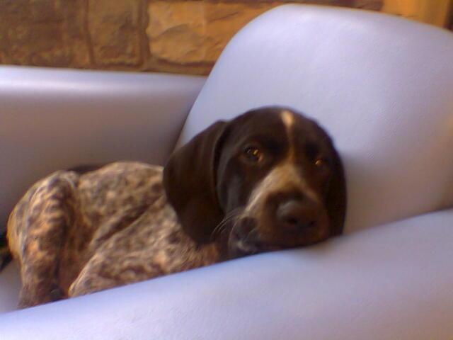 Dogs name: Zeus MartinOwners Name: Nicole BurgessVery Naughty puppy improving now he is reaching 2. Very keen to learn and excellent with our 3 year old son. Tags: German Pointer