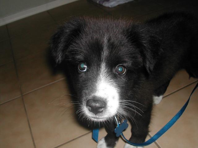 Dogs name: Owners Name: Tags: Border Collie