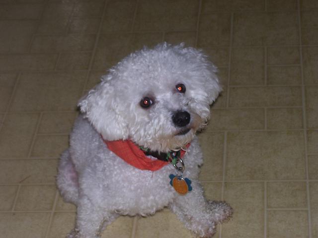 Dogs name: NoodlesOwners Name: TotoHe is the cutest ever! Tags: Bichon Frise