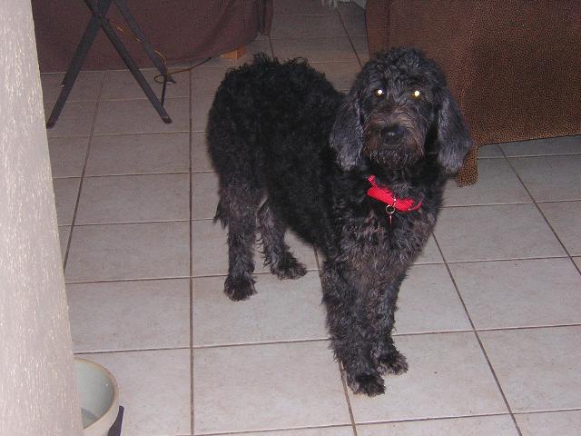 Dogs name: Sweat PeaOwners Name: ElisabethShe was  a rescue dog. Now 55 lbs. and she is turning silver from black. What a dear, goofy girl. Tags: Labradoodle