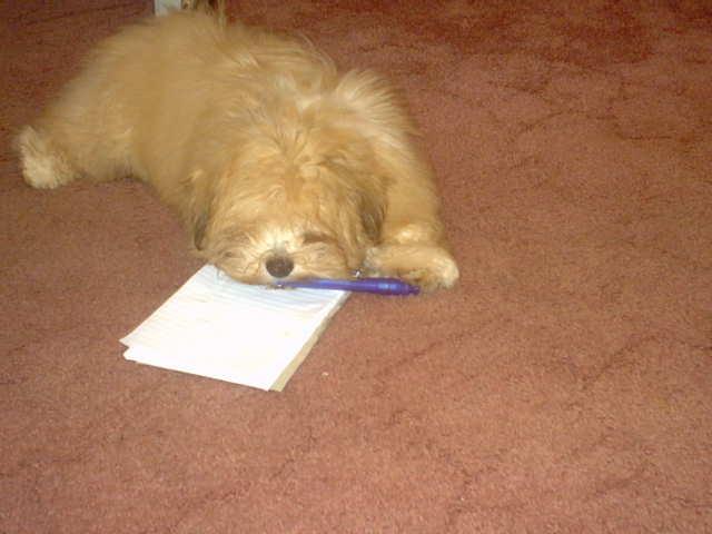 Dogs name: SherryleeOwners Name: Here's sherrylee writing her birthday list she's 1 yr old on 6.6.07.... Tags: Lhasa Apso