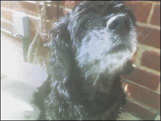 Dogs name: SadieOwners Name: The SnowsI miss you Tags: American Cocker Spaniel
