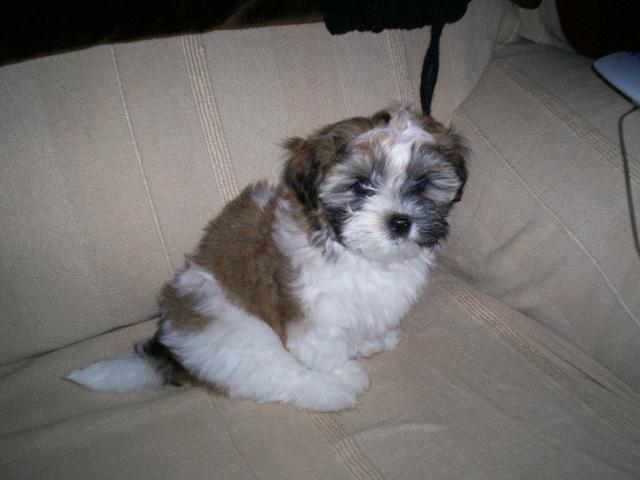 Dogs name: bellaOwners Name: jamiethis is bella my 4 month old puppy she is the best animal i have ever had i love her to death they are the best breed of dog anyone could ever get Tags: Crossbreeds