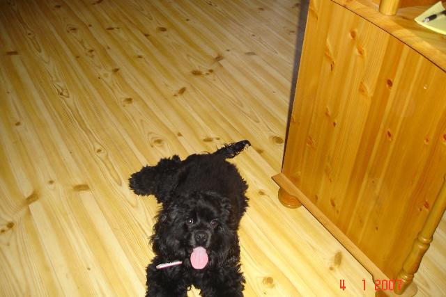 Dogs name: JankaOwners Name: Lindathis is the best dog EVER!! even if she has some paracittes in her skin that will never go away, and she takes a lot of time cause of that... i just love her an will never trade her for anything... Tags: American Cocker Spaniel