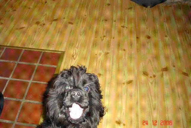 Dogs name: JankaOwners Name: Lindathis is the best dog EVER!! even if she has some paracittes in her skin that will never go away, and she takes a lot of time cause of that... i just love her an will never trade her for anything... Tags: American Cocker Spaniel