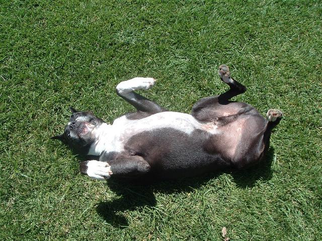 Dogs name: WhisperOwners Name: DoroI got Whisper 4 years ago at age 2 from the Boxer Rescue. He is the most intelligent, loyal, sweet and loving dog companion I've ever been around. 
I love him sooo much and hope that all of those wonderful dogs at the Rescue find loving homes ! Tags: Boxer