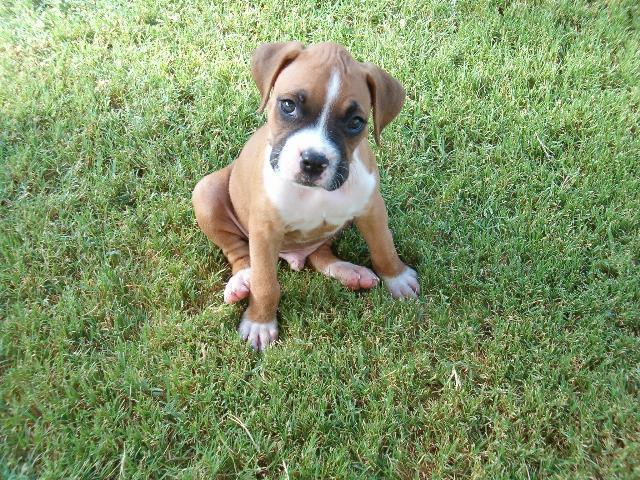 Dogs name: BRANDOOwners Name: KATHY AND TOM WOLF6 WEEKS OLD Tags: Boxer