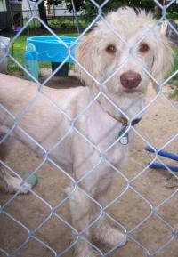 Dogs name: MaggieOwners Name: AmandaShe's shaved in this picture but her fur grows pretty long. Maggie is almost 1 year old and loves to play with her german shepherd friend. Tags: Labradoodle