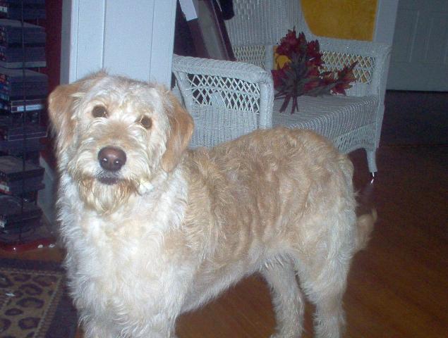 Dogs name: BarnumOwners Name: Shauna FreitagBarnum was rescued from the local pound. Barnum was brought home to accompany our first born furbaby, Bailey. Barnum is a fun loving companion who is loved by everyone who meets him. Tags: Labradoodle