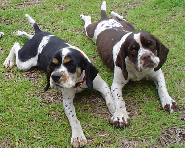 Dogs name: Gizmo and SamsonOwners Name: Tim and Samantha DopsonWe are Tim and Samantha Dopson, proud owners of beautiful American Cocker Spaniels! Tags: American Cocker Spaniel