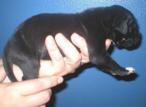 Dogs name: BettyOwners Name: SarahBlack with white markings, female. 34
