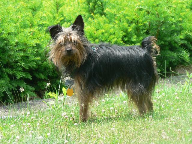 Dogs name: MooseOwners Name: MargieMoose is a Yorkie/Chihuahua mix. He is super playful and good with kids. Tags: Crossbreeds