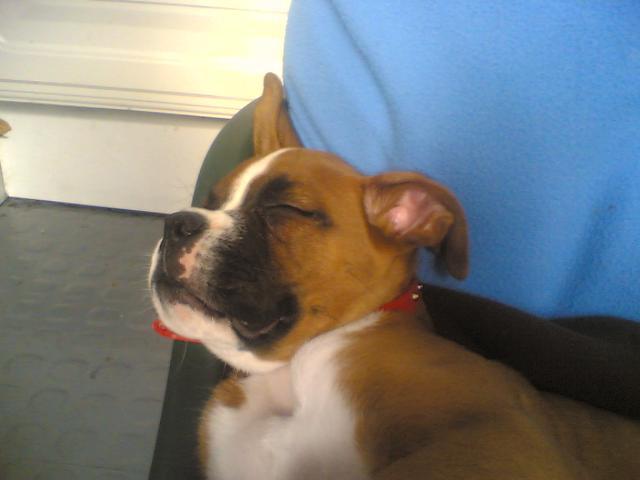 Dogs name: KujoOwners Name: SherylNamed after the hip hop dancer because of his long legs ... lol he can jump 8ft in the air and is very playful, this was taken when he was a pup approx 12wks old Tags: Boxer