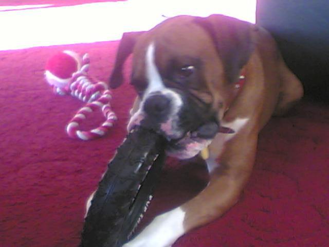 Dogs name: BenOwners Name: SherylBen is the most loveable boxer dog ever !  He loves to play and he loves to snuggle up and be part of the family :o) Tags: Boxer