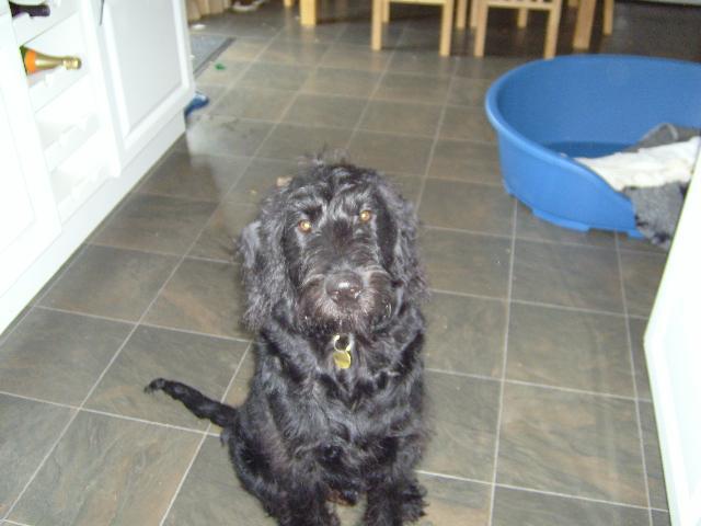 Dogs name: MiloOwners Name: MadisonHe is 1yr old.Daft as a brush,loves everybody Tags: Labradoodle