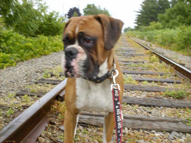 Dogs name: ThunderOwners Name: Carrier Familythey are the most enjoyable dogs you could ever have as part of your family , but i do have to say the are alot of work as pups .. We own a two year old male Thunder and a 16mth old Zoey We love them... Tags: Boxer