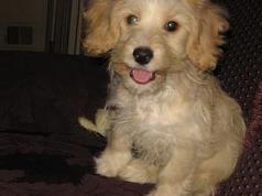 Dogs name: TimOwners Name: Tim is a 3 month old Lab-doodle hes spunky and overly excited about people on bikes. Tags: Labradoodle