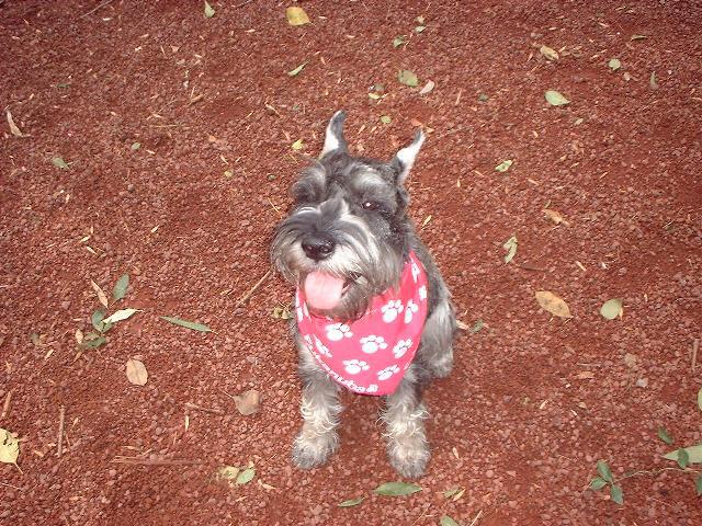 Dogs name: danskaOwners Name: ilanashe is verry inteligent and a geat company dog Tags: Standard Schnauzer