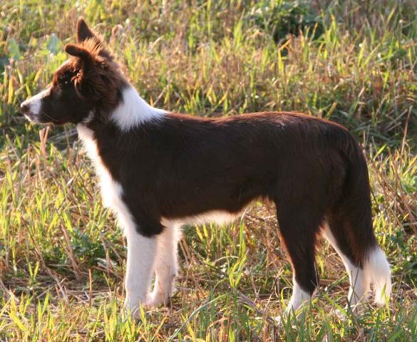 Dogs name: BomberOwners Name: Bomber is our Chocolate and white border collie he is the only Border collie that doesn't like to work but will work if he absoultly has to although pauses to give dirty looks Tags: Border Collie
