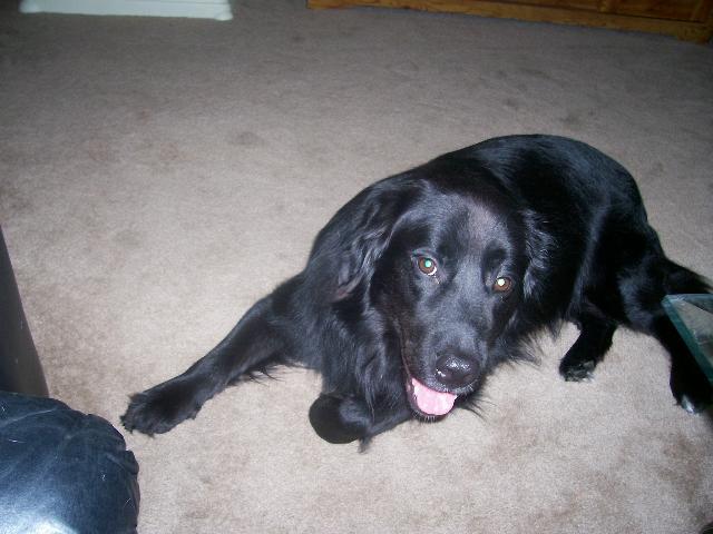 Dogs name: BuddyOwners Name: MichelleBuddy is a cross between a black lab (mother) and a golden retriever (father). He is a beautiful dog with the wonderful personality of both breeds. Tags: Crossbreeds