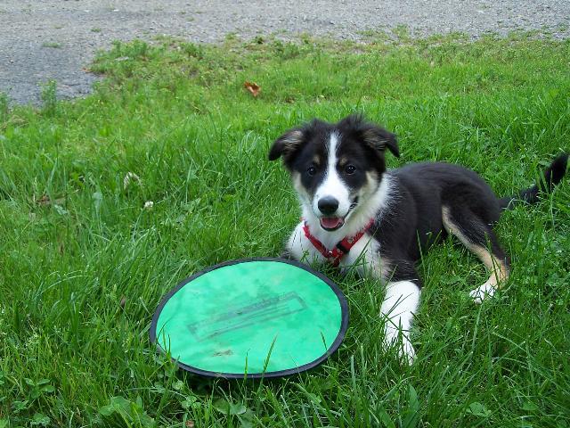 Dogs name: IzzyOwners Name: Tags: Border Collie