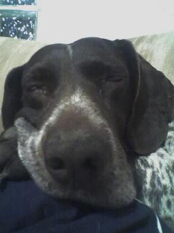 Dogs name: alaskaOwners Name: sophi laove my dog, she's very cute! Tags: German Pointer