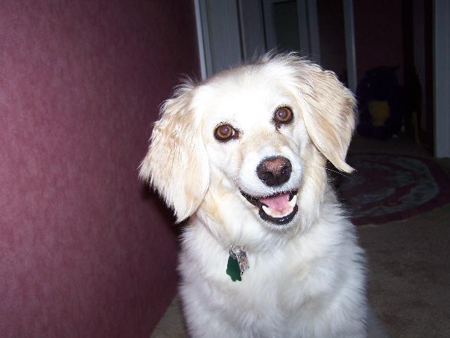 Dogs name: PhoebeOwners Name: Tags: Crossbreeds