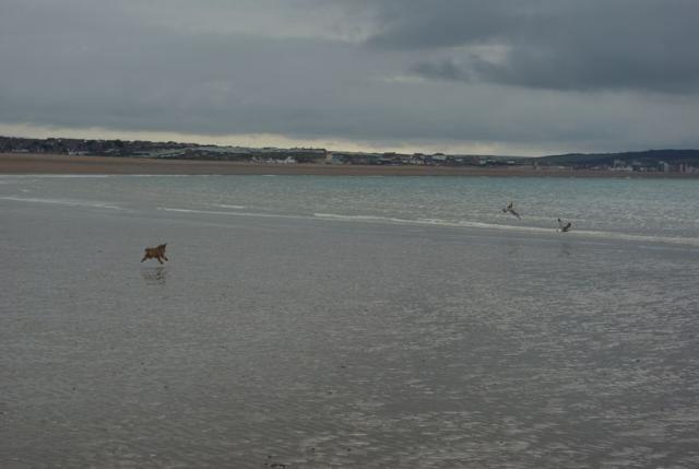 Dogs name: Milo Davies-BroadhurstOwners Name: Craig Davies & Sarah Broadhurst Tags: Border Terrier