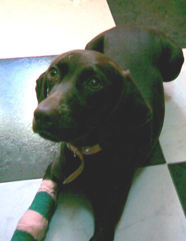 Dogs name: NellyOwners Name: We found this beautiful creature outside with a broken leg after being hit by a car. After taking her to the vet we decided to add Nelly to our family. So far shes amazingly wonderfull. Tags: German Pointer